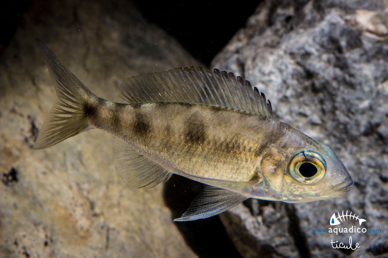 Aulonocranus dewindti